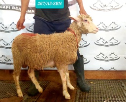 267 - Domba Dugul Istimewa 31 - 35 Kg