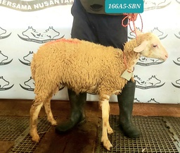 166 Domba Dugul Standar 20 - 25 Kg