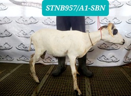 STNB-957 Domba Tanduk 20 - 25 kg