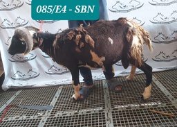 DJ85 Domba Tanduk Istimewa 31 - 35 kg