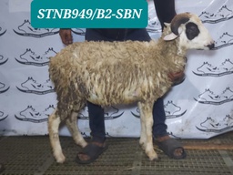 STN22049 Domba tanduk Spesial 26 - 30 Kg
