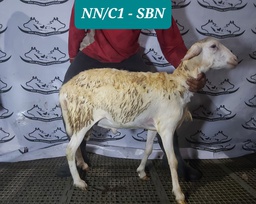DJ017DPK Domba Dugul Spesial 26 - 30 kg