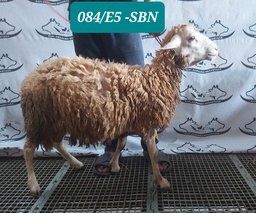 DJ84 Domba Dugul Spesial 26 - 30 Kg