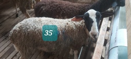 Domba Dugul 35 (Spesial) 26 - 30 Kg