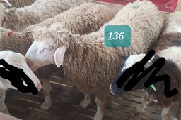 Domba Dugul 136/16993 (Jumbo) 36 - 40 Kg