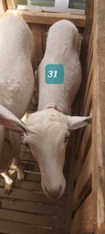 Domba Dugul 31 (Jumbo) 36 - 40 Kg