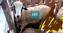 Domba Tanduk 163 (Istimewa) 31 - 35 Kg