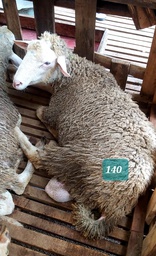 Domba Dugul 140/16992 (Jumbo) 36 - 40 Kg