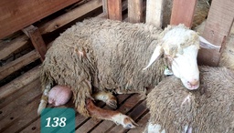 Domba Dugul 138/16982 (Jumbo) 36 - 40 Kg