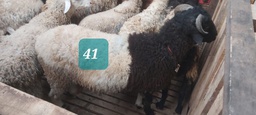 Domba Tanduk 41 (Super Jumbo) 41 - 45 Kg